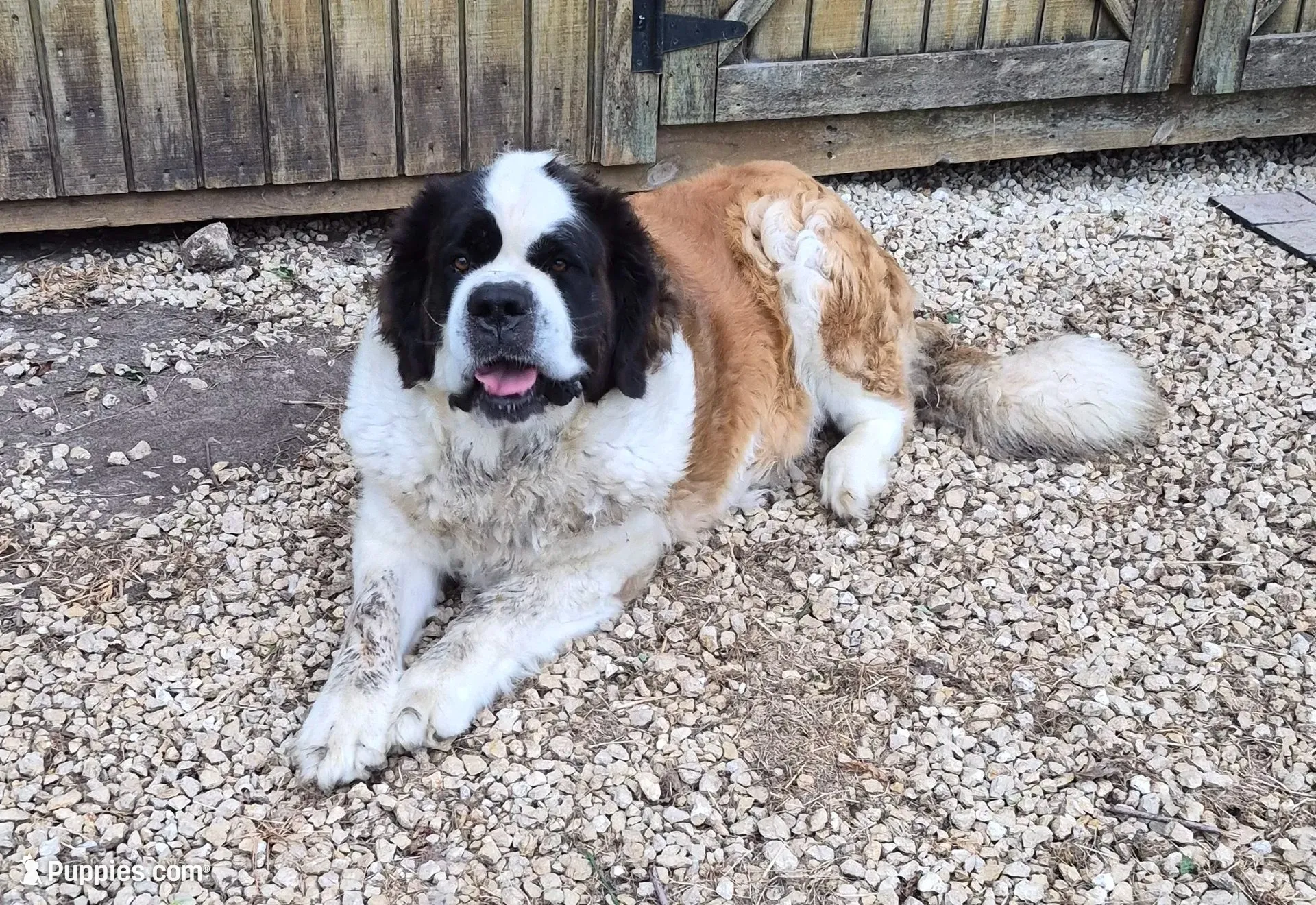 Female 2, a female Saint Bernard for sale in Dyersville, IA – 6 of 7