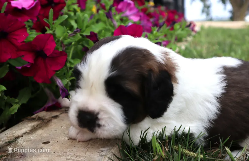 Male 1 – Saint Bernard puppy for sale in Dyersville, IA