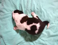 Male 1, a male Saint Bernard for sale in Dyersville, IA – 2 of 6