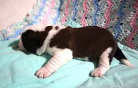 Male 2, a male Saint Bernard for sale in Dyersville, IA – 3 of 7