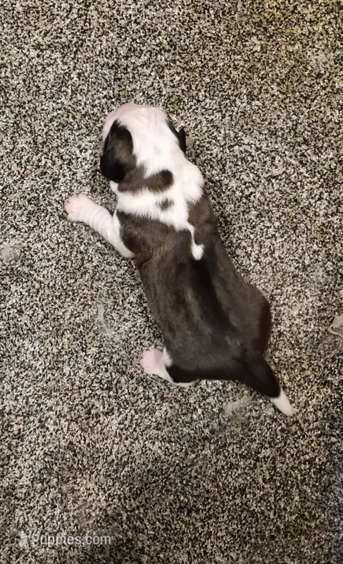 Rado – Saint Bernard puppy for sale in Dyersville, IA