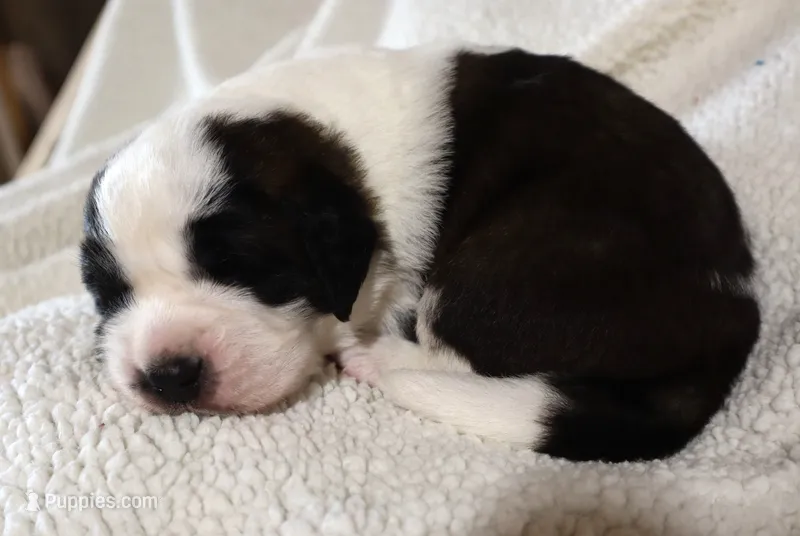 Male 4 – Saint Bernard puppy for sale in Dyersville, IA