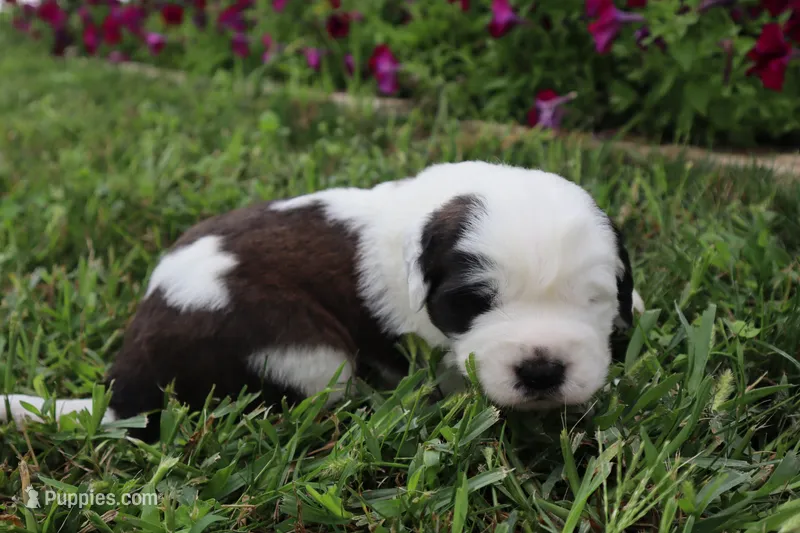 Female 1 – Saint Bernard puppy on hold in Dyersville, IA