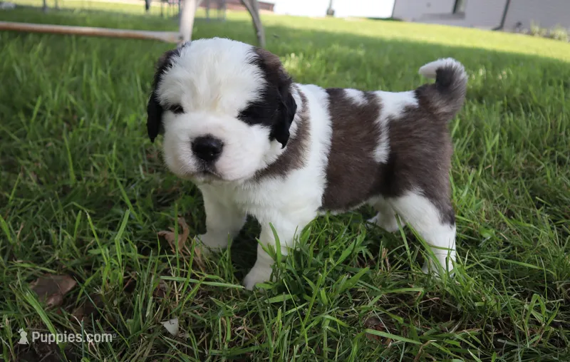 Male 5 – Saint Bernard puppy on hold in Dyersville, IA
