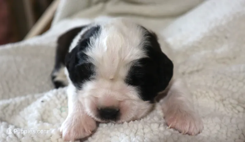 Male 3 – Saint Bernard puppy for sale in Dyersville, IA