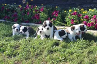 Male 5, a male Saint Bernard for sale in Dyersville, IA – 7 of 7