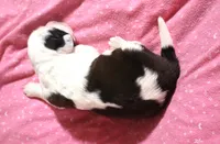 Female 1, a female Saint Bernard for sale in Dyersville, IA – 3 of 6