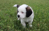 Female 1, a female Saint Bernard for sale in Dyersville, IA – 10 of 10