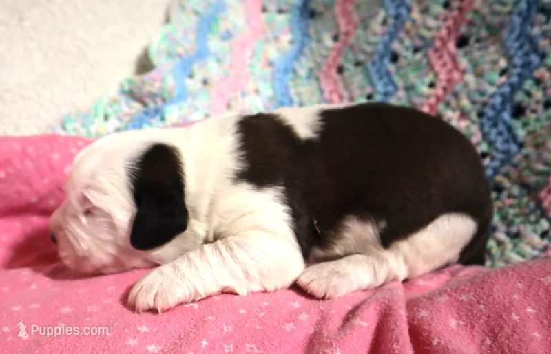 Female 1 – Saint Bernard puppy for sale in Dyersville, IA