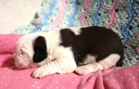 Female 1, a female Saint Bernard for sale in Dyersville, IA – 1 of 6