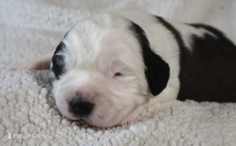 Female 1 – Saint Bernard puppy for sale in Dyersville, IA