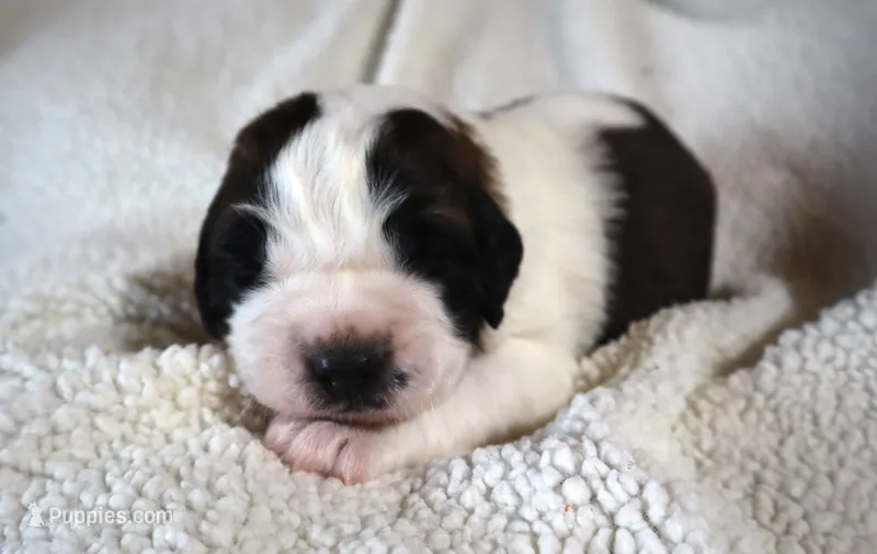 Male 1 – Saint Bernard puppy for sale in Dyersville, IA