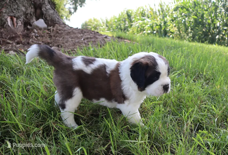 Male 1 – Saint Bernard puppy for sale in Dyersville, IA