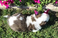 Male 5, a male Saint Bernard for sale in Dyersville, IA – 2 of 7