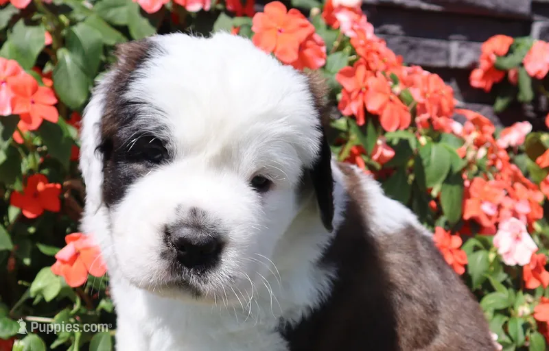 Female 1 – Saint Bernard puppy for sale in Dyersville, IA