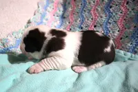 Male 5, a male Saint Bernard for sale in Dyersville, IA – 4 of 6