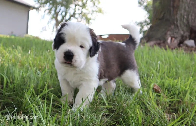 Female 1 – Saint Bernard puppy on hold in Dyersville, IA