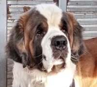 Daphne , a female Saint Bernard for sale in Dyersville, IA – 3 of 3
