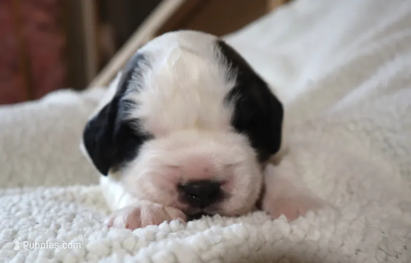 Male 2 – Saint Bernard puppy for sale in Dyersville, IA