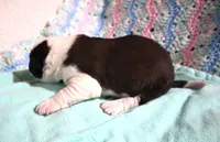 Male 3, a male Saint Bernard for sale in Dyersville, IA – 3 of 6