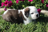 Male 5, a male Saint Bernard for sale in Dyersville, IA – 4 of 7