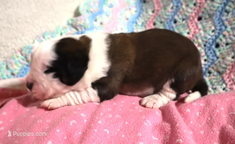 Female 2 – Saint Bernard puppy for sale in Dyersville, IA