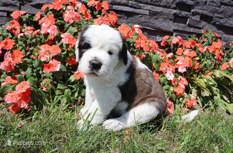 Female 1 – Saint Bernard puppy for sale in Dyersville, IA