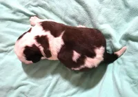 Male 5, a male Saint Bernard for sale in Dyersville, IA – 2 of 6