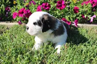 Male 5, a male Saint Bernard for sale in Dyersville, IA – 3 of 7