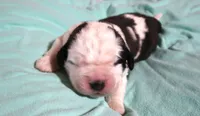 Male 5, a male Saint Bernard for sale in Dyersville, IA – 3 of 6