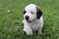Female 1, a female Saint Bernard for sale in Dyersville, IA – 4 of 10