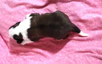 Female 2, a female Saint Bernard for sale in Dyersville, IA – 4 of 7