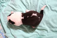 Male 4, a male Saint Bernard for sale in Dyersville, IA – 2 of 6