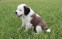 Female 1, a female Saint Bernard for sale in Dyersville, IA – 3 of 10