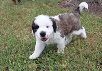 Female 1, a female Saint Bernard for sale in Dyersville, IA – 2 of 10