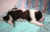 Male 1, a male Saint Bernard for sale in Dyersville, IA – 4 of 6