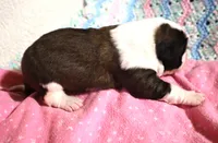 Female 2, a female Saint Bernard for sale in Dyersville, IA – 3 of 7