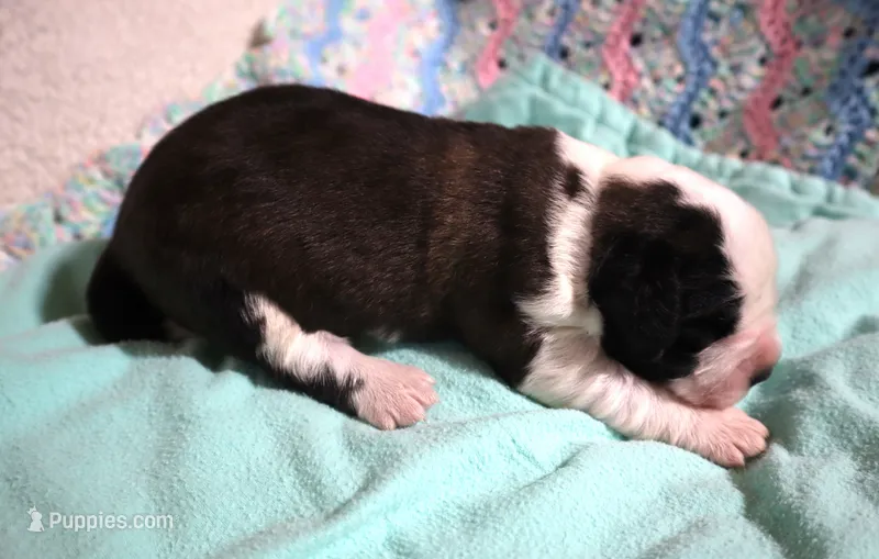 Male 3 – Saint Bernard puppy for sale in Dyersville, IA