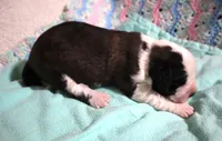 Male 3, a male Saint Bernard for sale in Dyersville, IA – 1 of 6