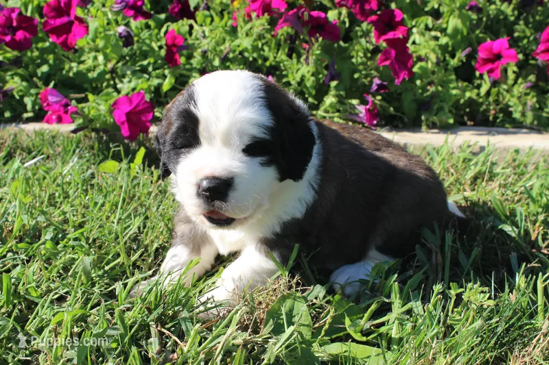 Female 2 – Saint Bernard puppy for sale in Dyersville, IA