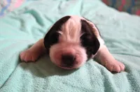 Male 1, a male Saint Bernard for sale in Dyersville, IA – 3 of 6