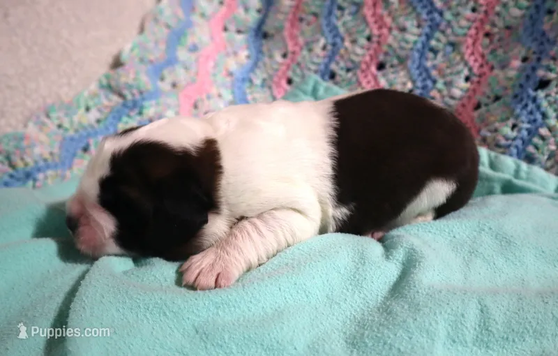 Male 1 – Saint Bernard puppy for sale in Dyersville, IA