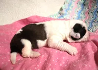 Female 1, a female Saint Bernard for sale in Dyersville, IA – 4 of 6