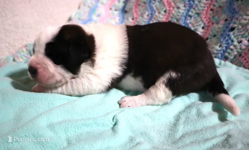 Male 4 – Saint Bernard puppy for sale in Dyersville, IA
