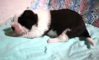 Male 4, a male Saint Bernard for sale in Dyersville, IA – 1 of 6