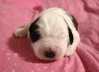 Female 1, a female Saint Bernard for sale in Dyersville, IA – 2 of 6