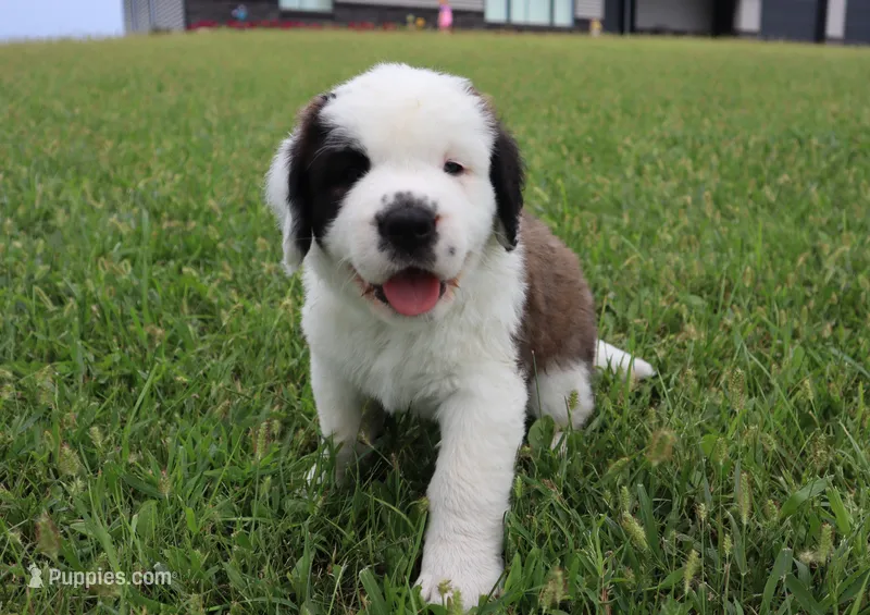 Female 1 – Saint Bernard puppy for sale in Dyersville, IA