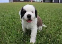Female 1, a female Saint Bernard for sale in Dyersville, IA – 1 of 10