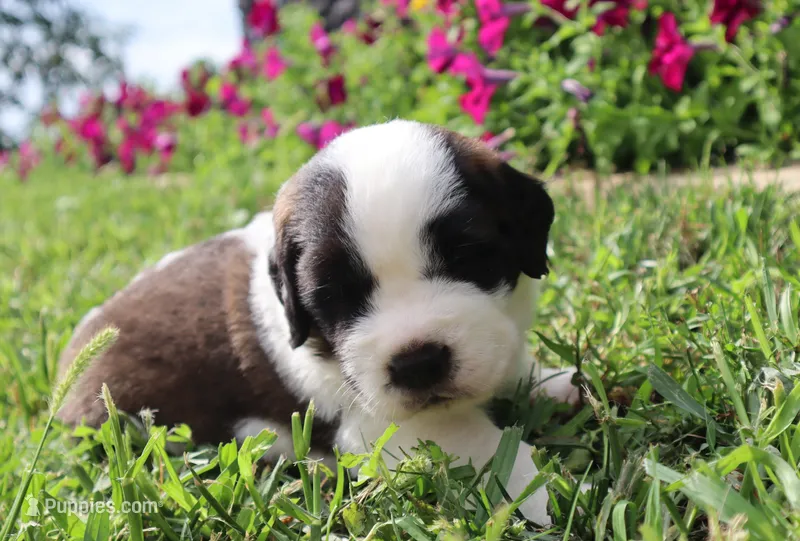 Male 4 – Saint Bernard puppy for sale in Dyersville, IA