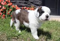Female 1, a female Saint Bernard for sale in Dyersville, IA – 7 of 10
